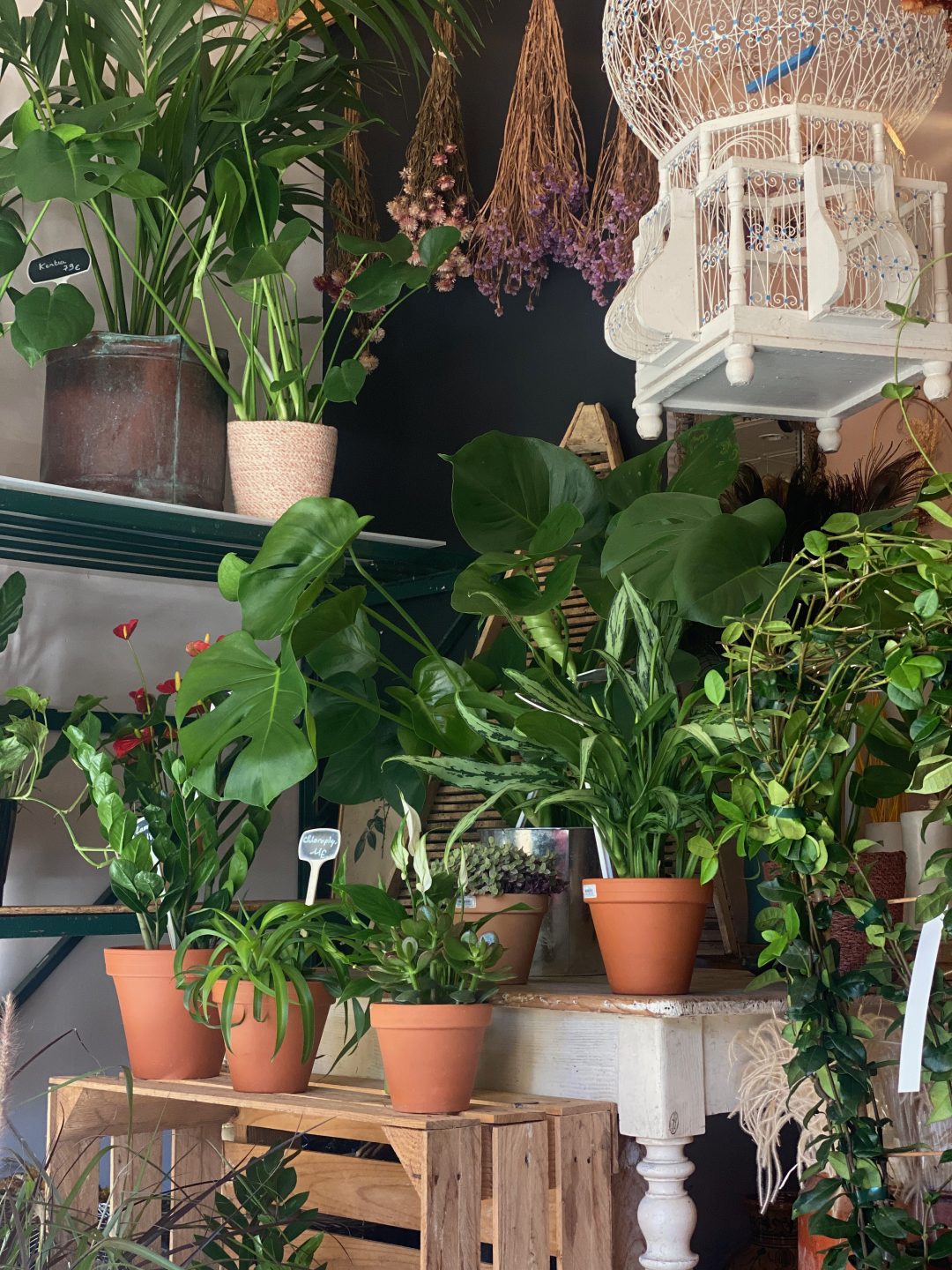 Plantes et fleurs séchées dans la boutique Un Jardin en Ville à Bordeaux Saint-Michel