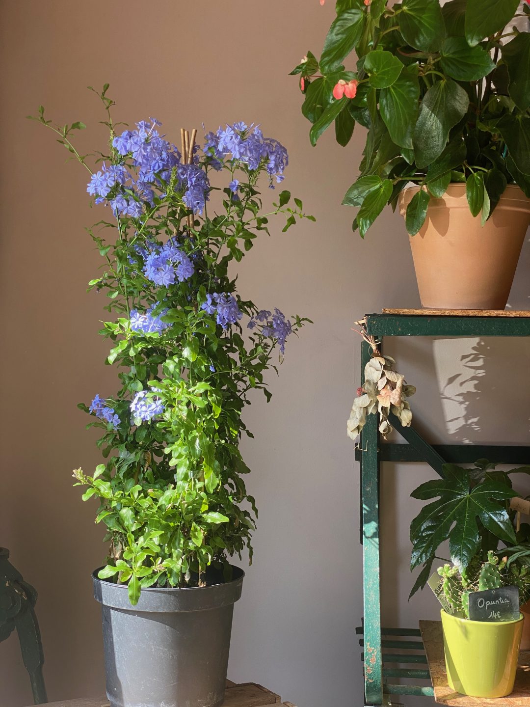 Intérieur de la boutique Un Jardin en Ville à Bordeaux Saint-Michel